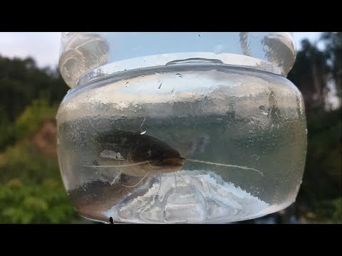 Видео: Получение потомства сома обыкновенного. Инкубация икры и подращивание