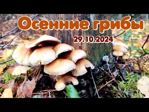 Видео: Осенние грибы 29.10.2024