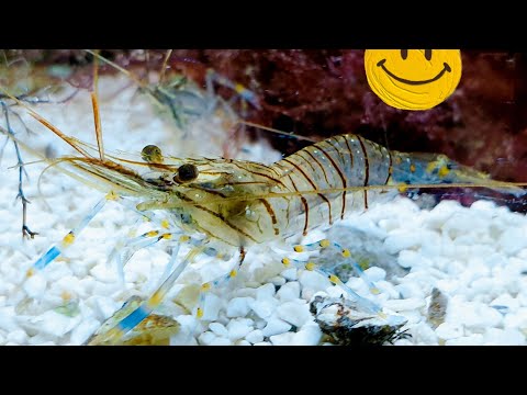 Видео: Palaemon elegance  эксперимент по разведению скальной креветки в домашних условиях морской аквариум