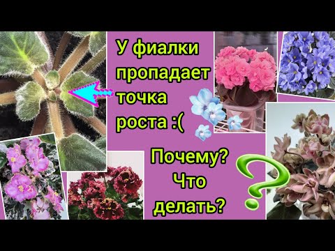 Видео: У фиалки пропадает точка роста:(  Какие основные причины? Что делать чтобы спасти сорт?