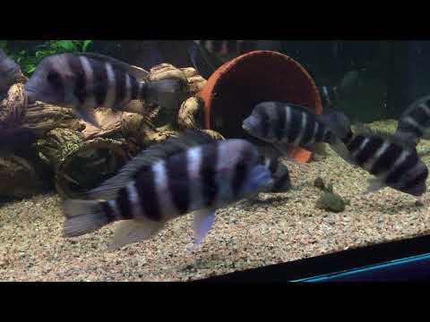 Видео: Фронтоза Бурунди (приезд)