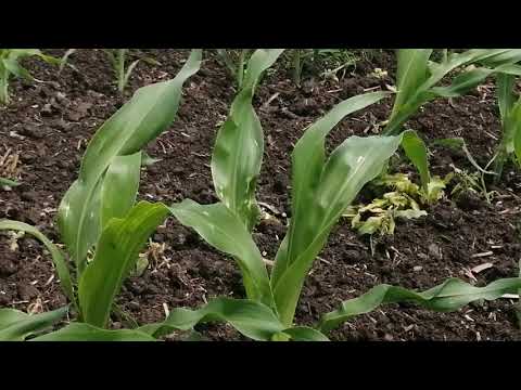 Видео: Кукуруза по технологии Стрептил, дисковка, класика