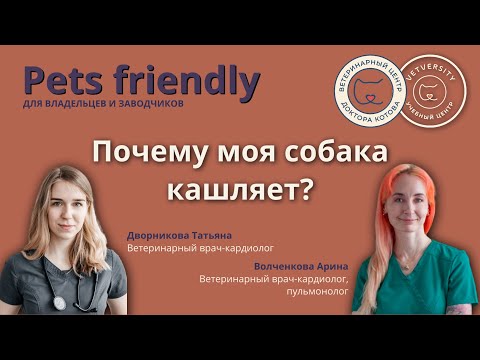 Видео: Почему моя собака кашляет？