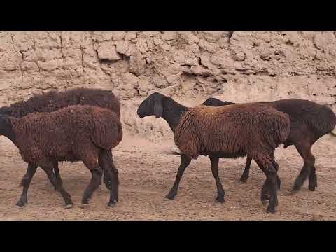 Видео: 21 сар кучорбара 5 солк 900769686ватсап 939102972