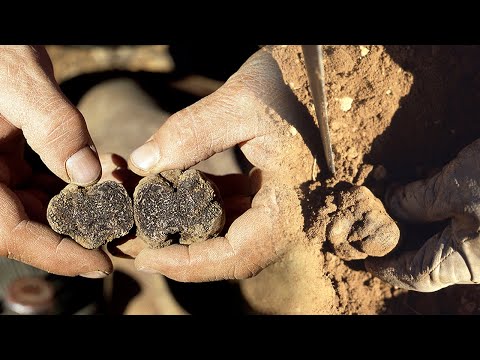Видео: Черный трюфель. Поиск с дрессированными собаками и кулинарными рагу | Потерянные сделки