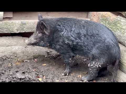 Видео: Монстер.