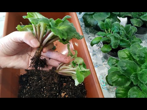 Видео: СДЕЛАЙТЕ ЭТО с 🌺 Фиалками НЕМЕДЛЕННО ☑️ пока осень