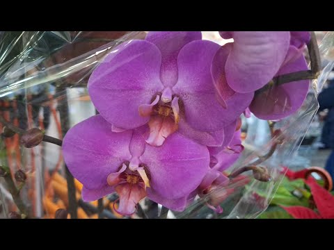 Видео: ОРХИДЕИ в Лемана Про Амбар Самара 6 декабря 2024г.