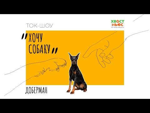 Видео: Ток-шоу «Хочу собаку». Доберман | Происхождение и особенности породы
