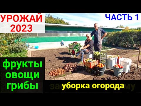 Видео: Урожай 2023 года. Уборка огорода. Фрукты. Овощи. Грибы.