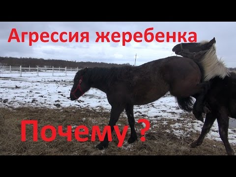 Видео: Почему вдруг меняется характер жеребёнка