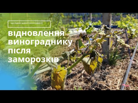 Видео: Наслідки від зворотніх заморозків в 2025 році.