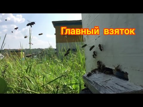 Видео: ГВ  (главный взяток )