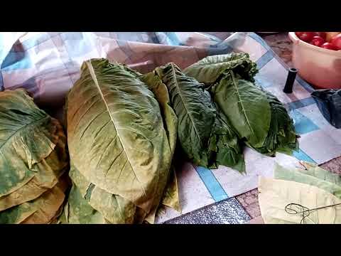 Видео: Начало ферментации Табака, Гавана.