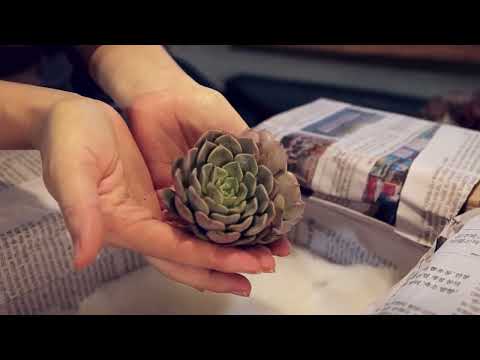 Видео: Распаковка суккулентов из Кореи| unboxing Korean succulents