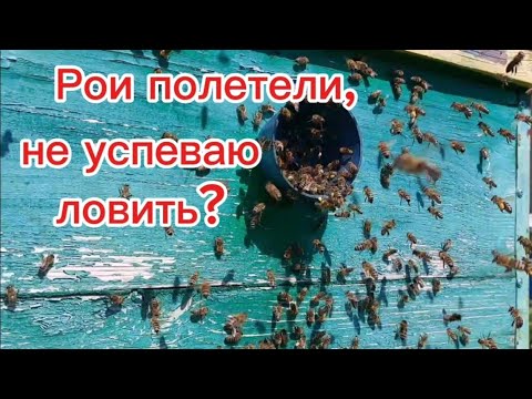 Видео: Рои полетели, не успеваю ловить? Интересное в конце видео!