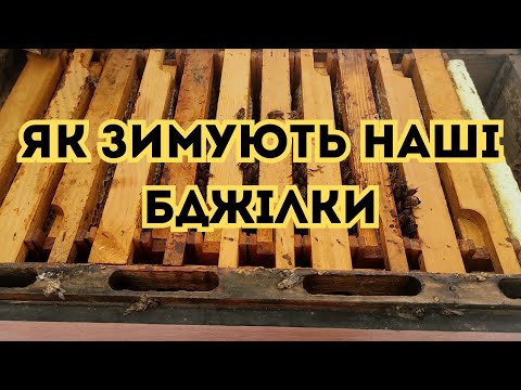 Видео: Сила бджолиних родин які пішли в зиму. Як зимують наші бджілки