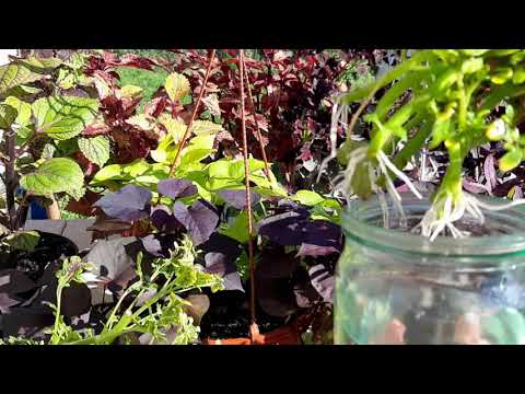 Видео: САМЫЙ ЛЕГКИЙ способ укоренения КОЛЕУСА и ИПОМЕИ батат! Осеннее черенкование