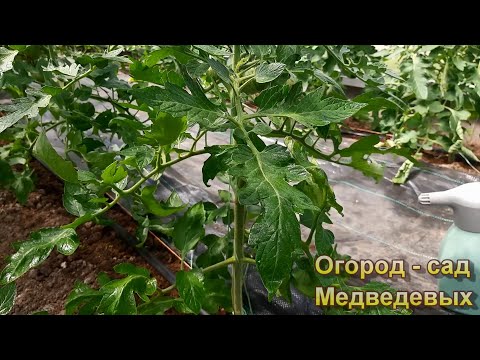 Видео: Без этого листовые обработки почти бесполезны