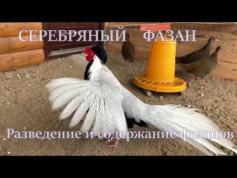 Видео: Фазаны.Содержание и разведение фазанов отА до Я.Мой опыт выращивания фазана.ЛПХ.Птицевод.Фазан зимой