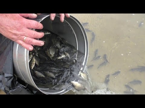 Видео: Зарыбление пруда. Карьер