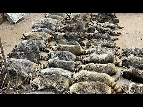 Видео: Проверка позднего сезона 1