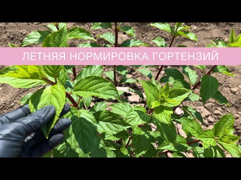 Видео: ЛЕТНЯЯ НОРМИРОВКА ГОРТЕНЗИЙ
