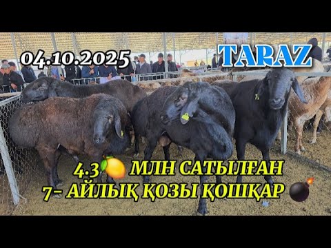 Видео: АСЫЛ ТҰҚЫМДЫ ҚОЙ ЖӘРМЕҢКЕСІ / ЖАМБЫЛ АС-ЕР МАЛ БАЗАР 04.10.2025