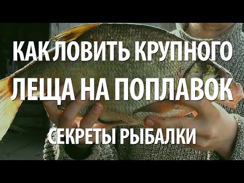Видео: СЕКРЕТЫ РЫБАЛКИ на ЛЕЩА. ЛОВЛЯ на ПОПЛАВОК ЛЕЩА на ТРУДНЫХ ВОДОЕМАХ