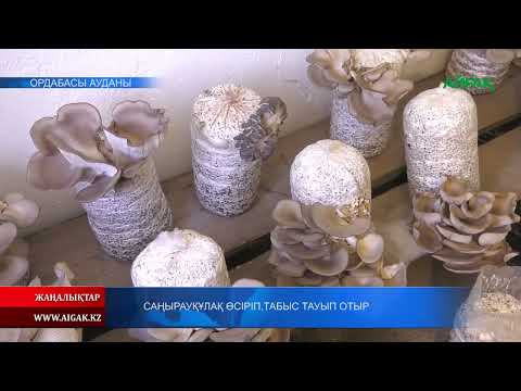 Видео: 04.06.2022 ж. Саңырауқұлақ өсіріп, табыс тауып отыр