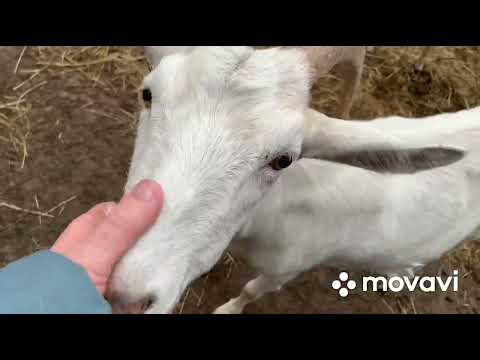 Видео: Говорим про коз//