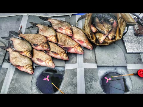 Видео: ОГРОМНЫЕ ЛЕЩИ ПОДНИМАЮТ ПОПЛАВКИ! Ловля леща на поплавок. Первый лед 2022-23