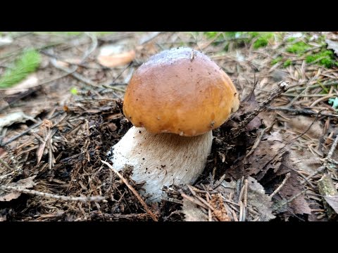 Видео: Успел пособирать грибов до сильного ливня! 04.08.2025