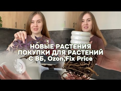 Видео: Обзор новых растений, покупка новых горшков, пересадка🪴