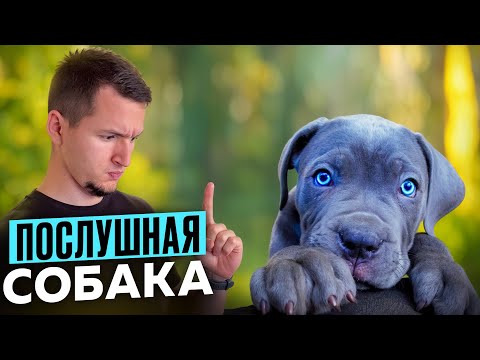 Видео: Это самые ПОСЛУШНЫЕ породы собак | Лучшие для новичков