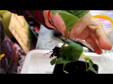 Видео: ГЕНИАЛЬНАЯ ИДЕЯ! БАКЛАЖАНОВ БУДЕТ В 10 РАЗ БОЛЬШЕ!