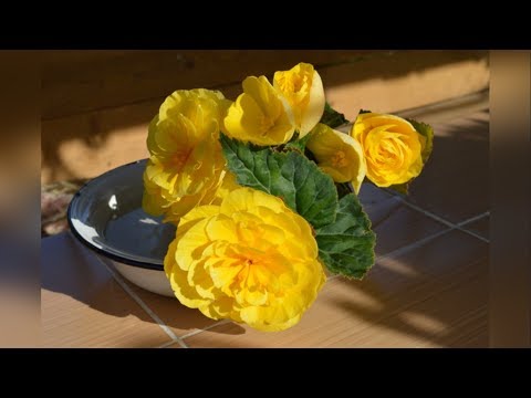 Видео: Бегония. Подготовка к зиме.