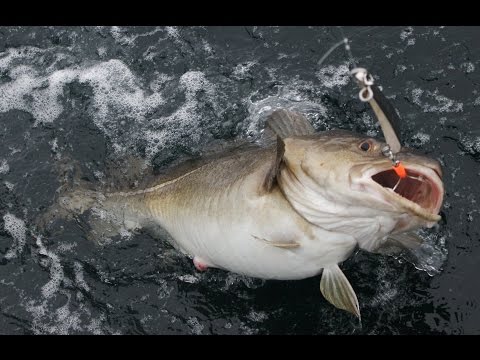 Видео: Фьордовая рыбалка у Malangen Brygger.