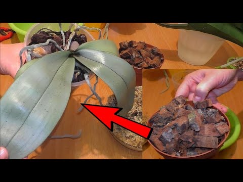 Видео: Пересадить Орхидею из жуткой посадки в Дубовую Кору