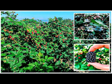 Видео: ЕЖЕВИКА НАТЧЕЗ! КРУПНАЯ ЯГОДА! ОБЗОР! +РЕМОНТАНТНЫЙ СОРТ ПРАЙМ ДЖИМ!