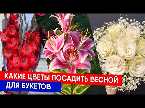 Видео: Какие цветы посадить весной для букетов