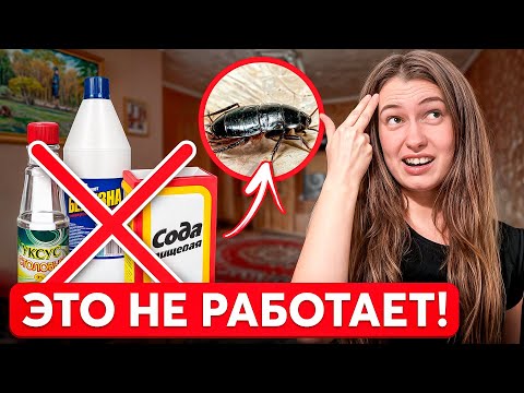 Видео: Чего БОЛЬШЕ ВСЕГО боятся тараканы? Лучшее средство…