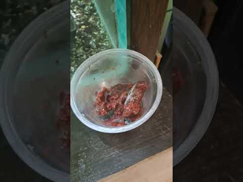 Видео: Сдобих се с нова рибка.Хранене с артемия майки.Отново хайвер от черните