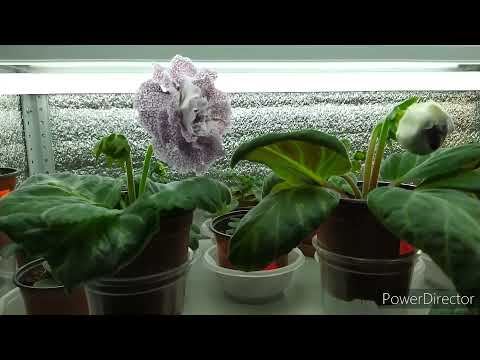 Видео: ГЛОКСИНИИ НЕ БУДУТ ВЫТЯГИВАТЬСЯ,ЕСЛИ УСТРАНИТЬ ЭТУ ПРОБЛЕМУ.