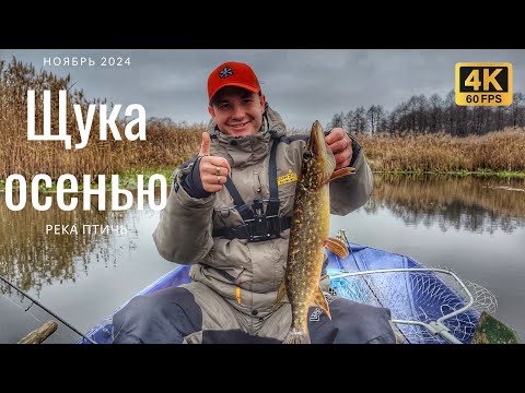 Видео: Поиск трофейной щуки поздней осенью на реке Птичь