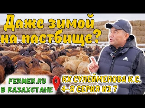 Видео: Особенности содержания овец эдильбаевской породы. Баранчики 4-5 мес. КХ Сулейменова К.С.