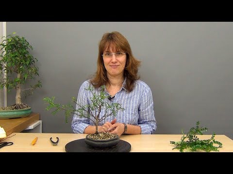 Видео: Бонсай из зантоксилума (ч.1).