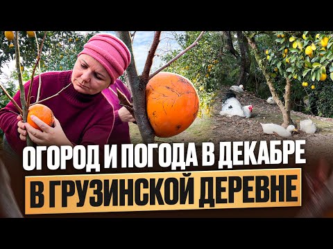 Видео: Деревенские в Грузии: Дом, ремонт, огород, урожай, жизнь и отношение к русским.
