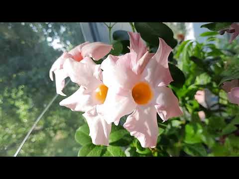 Видео: #Красивоцветущие комнатные растения круглый год для дома, квартиры, офиса. Обзор  цветущего балкона.