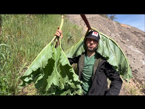 Видео: Ҷукрира клониша бин Дар деҳаи Сангтуда